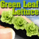 O-SCALE GREEN LEAF LETTUCE ROW